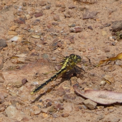 Austrogomphus guerini (Yellow-striped Hunter) at Yarrow, NSW - 8 Feb 2022 by SteveBorkowskis