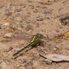 Austrogomphus guerini at QPRC LGA - 8 Feb 2022 12:35 PM