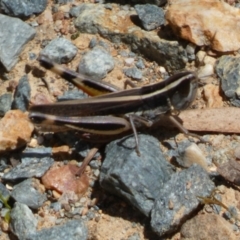 Macrotona australis (Common Macrotona Grasshopper) at Googong Foreshore - 8 Feb 2022 by Steve_Bok