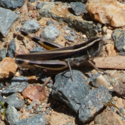 Macrotona australis (Common Macrotona Grasshopper) at Yarrow, NSW - 8 Feb 2022 by Steve_Bok