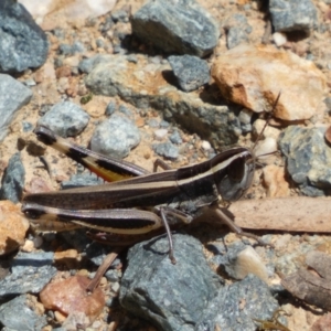 Macrotona australis at Yarrow, NSW - 8 Feb 2022