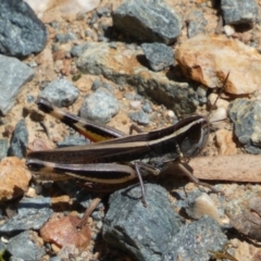 Macrotona australis at Yarrow, NSW - 8 Feb 2022 12:56 PM