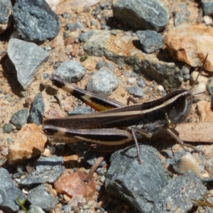 Macrotona australis at Yarrow, NSW - 8 Feb 2022 12:56 PM