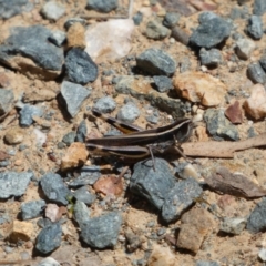 Macrotona australis at Yarrow, NSW - 8 Feb 2022