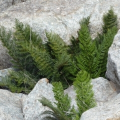 Polystichum proliferum (Mother Shield Fern) at Yarrow, NSW - 8 Feb 2022 by SteveBorkowskis