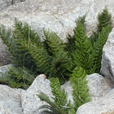 Polystichum proliferum (Mother Shield Fern) at Googong Foreshore - 8 Feb 2022 by Steve_Bok