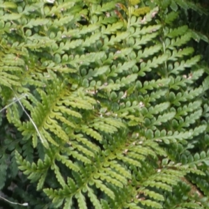 Polystichum proliferum at Yarrow, NSW - 8 Feb 2022