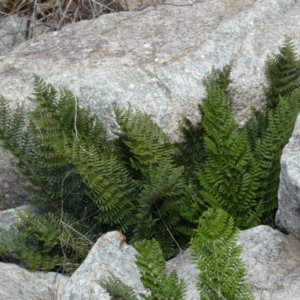 Polystichum proliferum at Yarrow, NSW - 8 Feb 2022