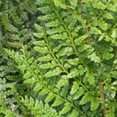 Polystichum proliferum at Yarrow, NSW - 8 Feb 2022