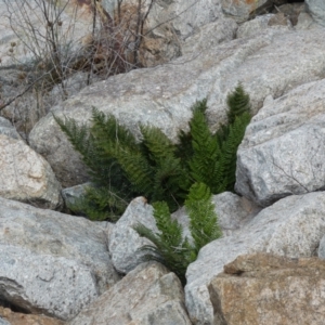 Polystichum proliferum at Yarrow, NSW - 8 Feb 2022