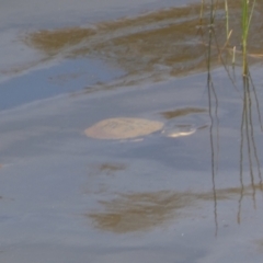 Chelodina longicollis (Eastern Long-necked Turtle) at Googong Reservoir - 8 Feb 2022 by Steve_Bok