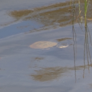 Chelodina longicollis at Yarrow, NSW - 8 Feb 2022