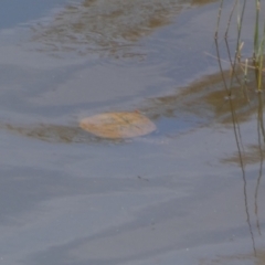 Chelodina longicollis at Yarrow, NSW - 8 Feb 2022 01:20 PM