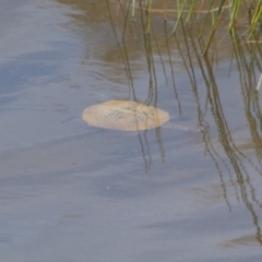 Chelodina longicollis at Yarrow, NSW - 8 Feb 2022