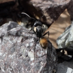 Camponotus aeneopilosus (A Golden-tailed sugar ant) at Rugosa - 9 Feb 2022 by SenexRugosus