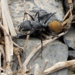 Camponotus aeneopilosus at Yass River, NSW - 9 Feb 2022 09:23 PM