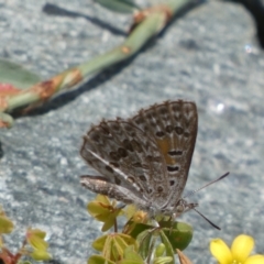 Lucia limbaria (Chequered Copper) at Yarrow, NSW - 8 Feb 2022 by Steve_Bok