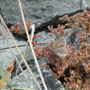 Lucia limbaria at Yarrow, NSW - 8 Feb 2022 01:32 PM