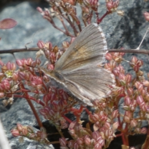 Lucia limbaria at Yarrow, NSW - 8 Feb 2022 01:32 PM