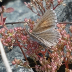 Lucia limbaria at Yarrow, NSW - 8 Feb 2022 01:32 PM