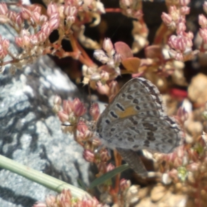 Lucia limbaria at Yarrow, NSW - 8 Feb 2022 01:32 PM