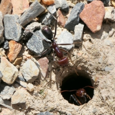 Iridomyrmex purpureus (Meat Ant) at Yass River, NSW - 8 Feb 2022 by SenexRugosus
