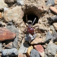 Iridomyrmex purpureus at Yass River, NSW - 8 Feb 2022