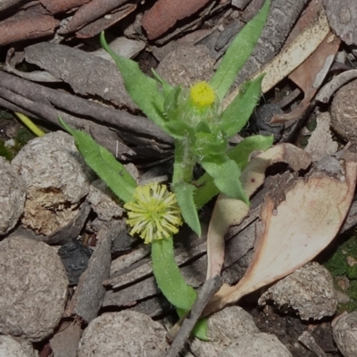 Triptilodiscus pygmaeus (Annual Daisy) at O'Connor, ACT - 18 Oct 2020 by JanetRussell