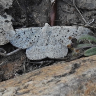 Taxeotis reserata (A Geometer moth) at Tennent, ACT - 7 Feb 2022 by JohnBundock