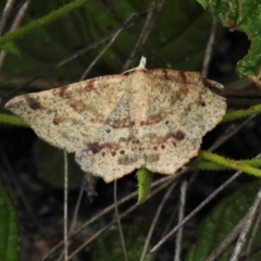 Rhinodia rostraria (Necklace Geometrid) at Tennent, ACT - 7 Feb 2022 by JohnBundock