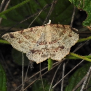 Rhinodia rostraria at Tennent, ACT - 7 Feb 2022