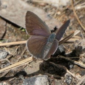 Erina hyacinthina at Yass River, NSW - 6 Feb 2022