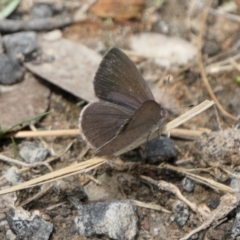 Erina hyacinthina at Yass River, NSW - 6 Feb 2022