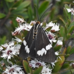 Nyctemera amicus (Senecio Moth, Magpie Moth, Cineraria Moth) at Tennent, ACT - 7 Feb 2022 by JohnBundock
