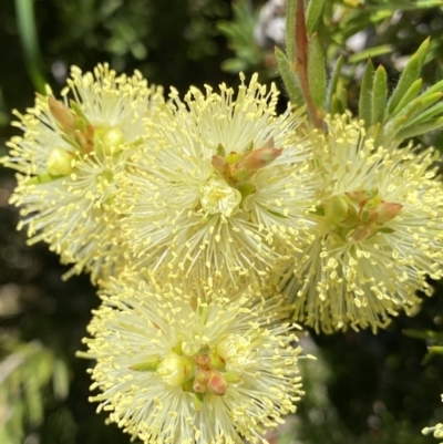 Callistemon pityoides (Alpine Bottlebrush) at Crackenback, NSW - 22 Jan 2022 by Ned_Johnston