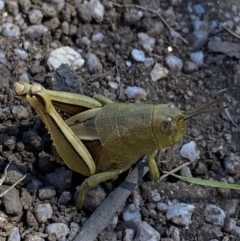 Percassa rugifrons (Mountain Grasshopper) at Crackenback, NSW - 22 Jan 2022 by NedJohnston