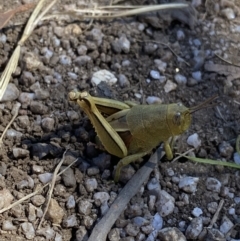 Percassa rugifrons at Crackenback, NSW - 22 Jan 2022 02:59 PM