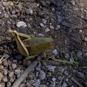 Percassa rugifrons at Crackenback, NSW - 22 Jan 2022 02:59 PM