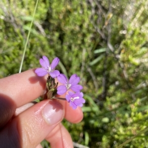 Epilobium gunnianum at Crackenback, NSW - 22 Jan 2022