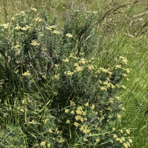 Cassinia monticola at Crackenback, NSW - 22 Jan 2022 02:55 PM