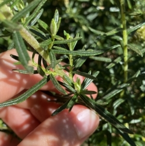 Cassinia monticola at Crackenback, NSW - 22 Jan 2022 02:55 PM