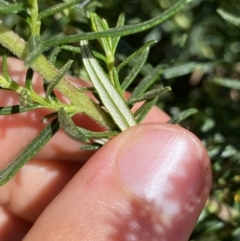 Cassinia monticola at Crackenback, NSW - 22 Jan 2022 02:55 PM