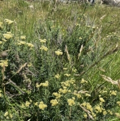 Cassinia monticola at Crackenback, NSW - 22 Jan 2022 02:55 PM