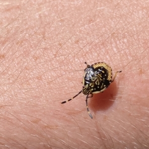 Anischys sp. (genus) at Jagungal Wilderness, NSW - 22 Jan 2022