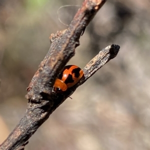 Peltoschema festiva at Kosciuszko National Park, NSW - 22 Jan 2022 11:56 AM