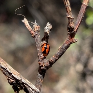 Peltoschema festiva at Kosciuszko National Park, NSW - 22 Jan 2022 11:56 AM