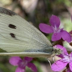 Pieris rapae (Cabbage White) at Kosciuszko National Park, NSW - 22 Jan 2022 by Ned_Johnston