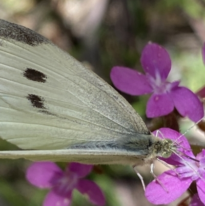 Pieris rapae (Cabbage White) at Kosciuszko National Park, NSW - 22 Jan 2022 by Ned_Johnston