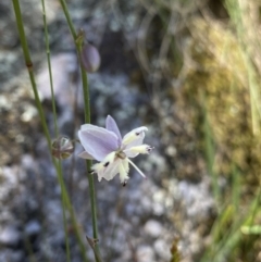 Arthropodium milleflorum (Vanilla Lily) at Kosciuszko National Park, NSW - 22 Jan 2022 by NedJohnston