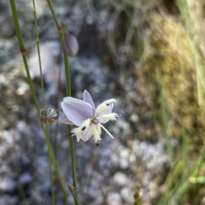 Arthropodium milleflorum (Vanilla Lily) at Kosciuszko National Park, NSW - 22 Jan 2022 by NedJohnston